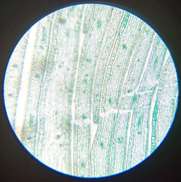 Student microscope in Sri Lanka