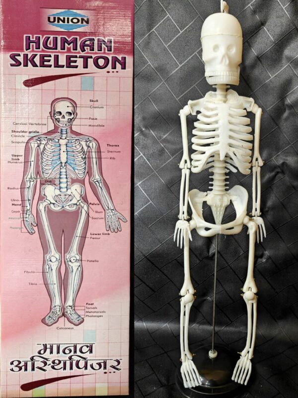 Human Skeleton Model Sri Lanka
