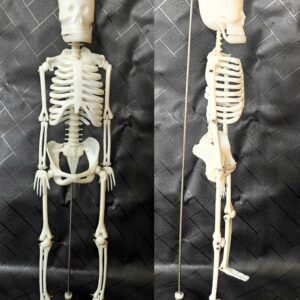 Human Skeleton Sri Lanka