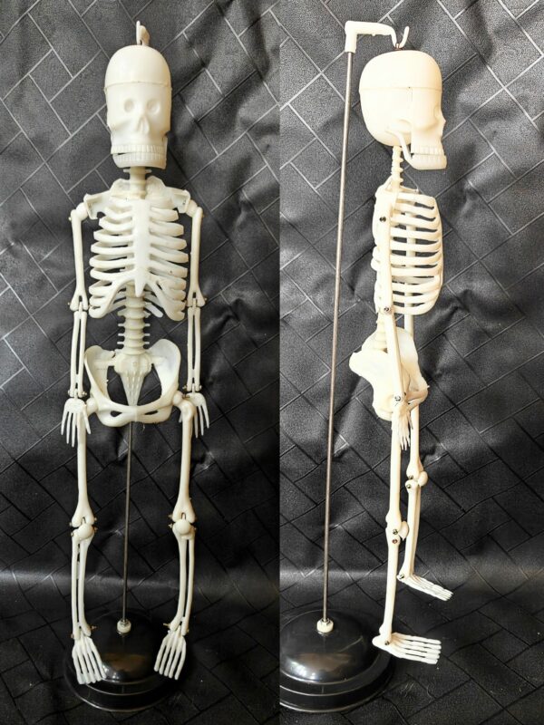 Human Skeleton Sri Lanka