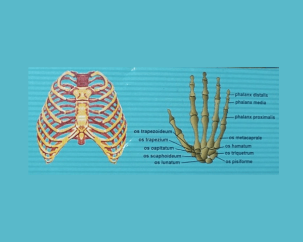 Human Skeleton Model, Mini Skeleton