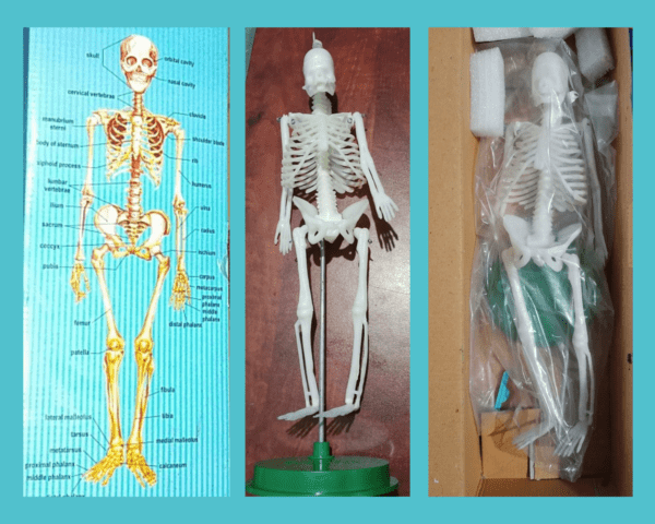 Human Skeleton Model, Mini Skeleton