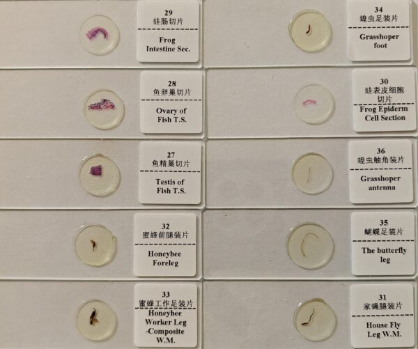 Prepared Microscope Slides in Sri Lanka