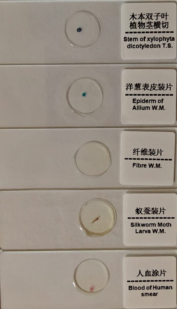 Prepared Microscope Glass Slides Sri Lanka