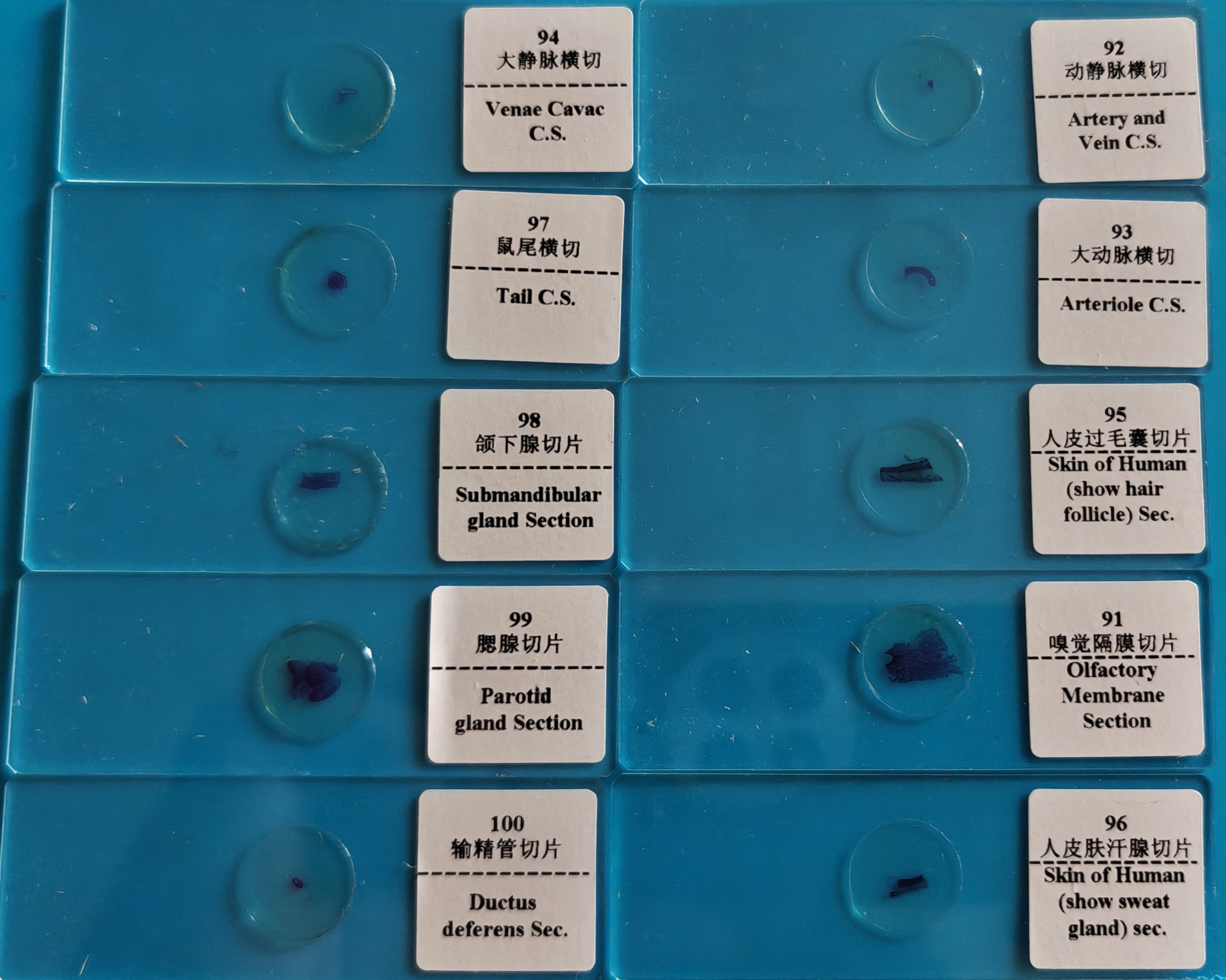 Prepared Microscope Slides Sri Lanka